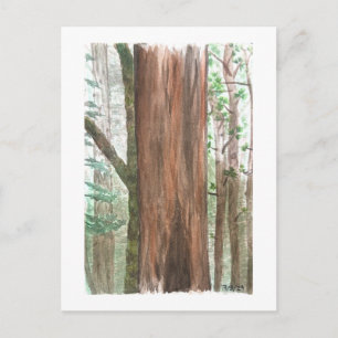 redwoods postcard