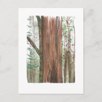 redwoods postcard