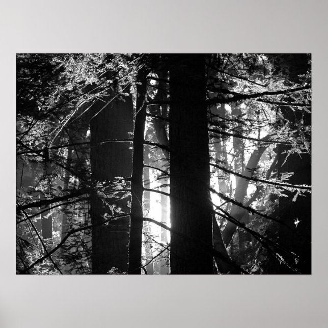 Redwoods Poster (Front)