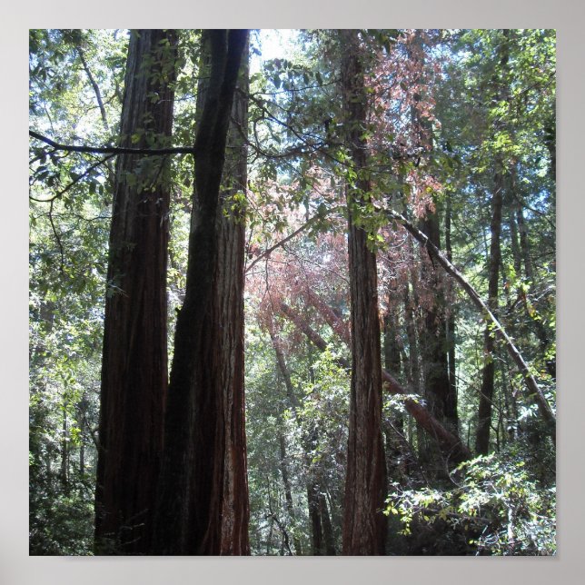 Redwoods Poster (Front)