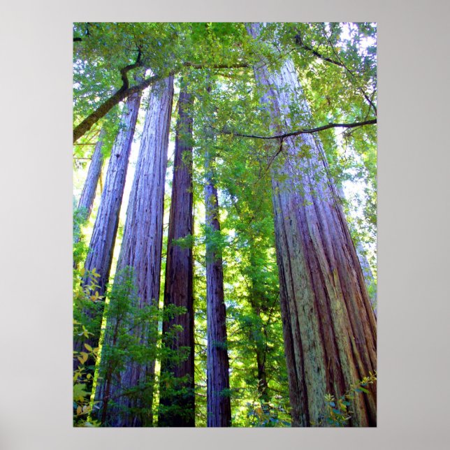Redwoods Poster (Front)