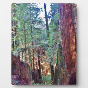 Redwoods Series #2: Through the Trees Plaque