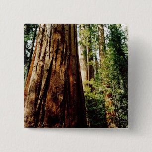 Redwoods- Yosemite 15 Cm Square Badge