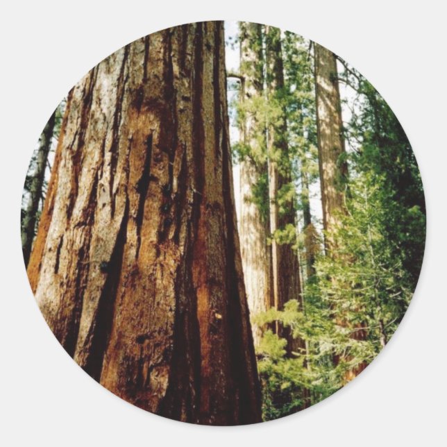 Redwoods- Yosemite Classic Round Sticker (Front)