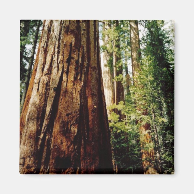 Redwoods- Yosemite Magnet (Front)