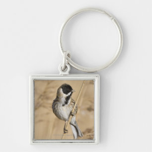 Reed Bunting (Emberiza schoeniclus) perched in Key Ring