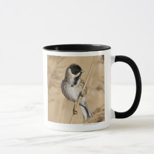 Reed Bunting (Emberiza schoeniclus) perched in Mug