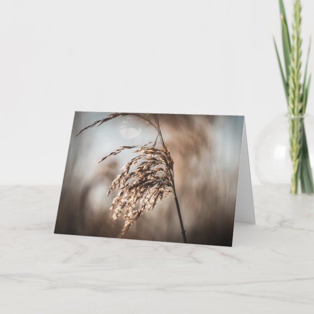 Reed Nature Photo Card (Front)