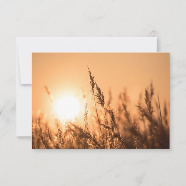 Reed Sunset Nature Photo Card (Front)