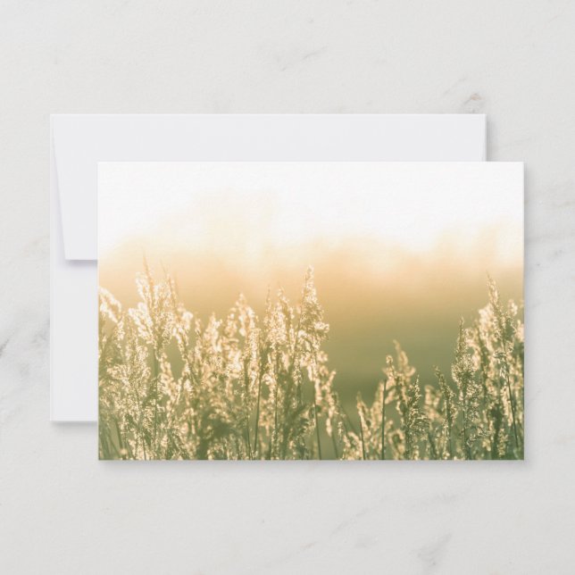Reed Sunset Nature Photo Card (Front)