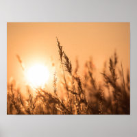 Reed Sunset Nature Photo