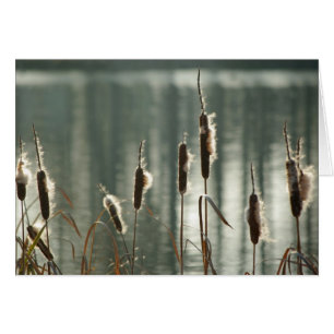 Reedmaces Card