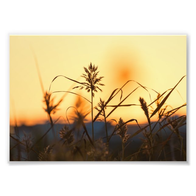 Reeds at sunset light in photo print. print (Front)