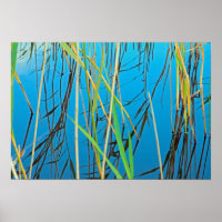 Reeds in a lake
