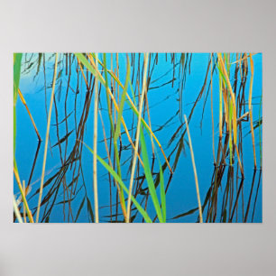 Reeds in a lake poster