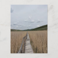 Reeds in a Marsh in Romania