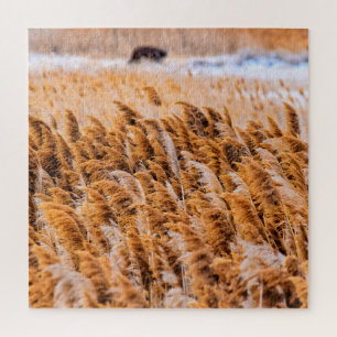 Reeds of Antelope Island, Utah - 20x20 - 676 pcs. Jigsaw Puzzle