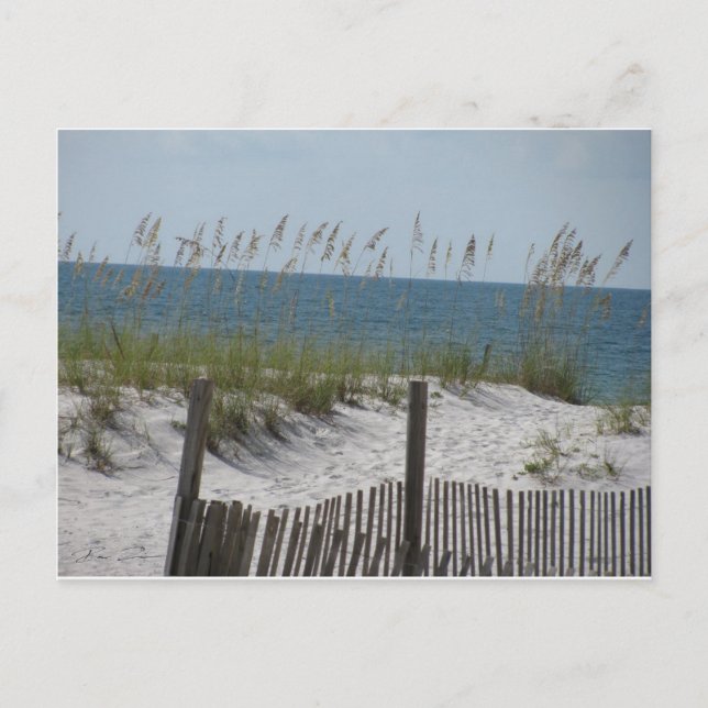 Reeds on the Beach Postcard (Front)