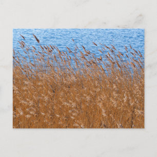 Reeds Postcard