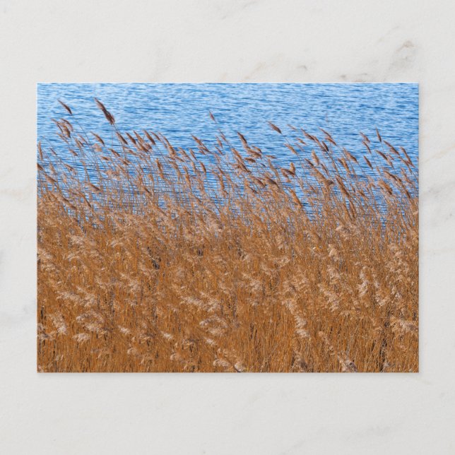 Reeds Postcard (Front)
