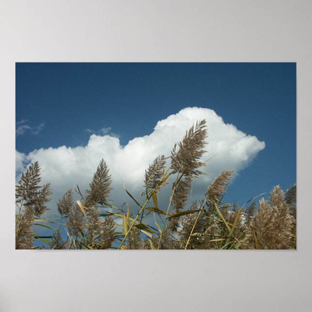 Reeds Poster (Front)