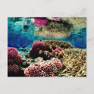 reef-386973 reef coral landscape colourful underw postcard