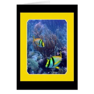 Reef - Ambergise Caye - Belise