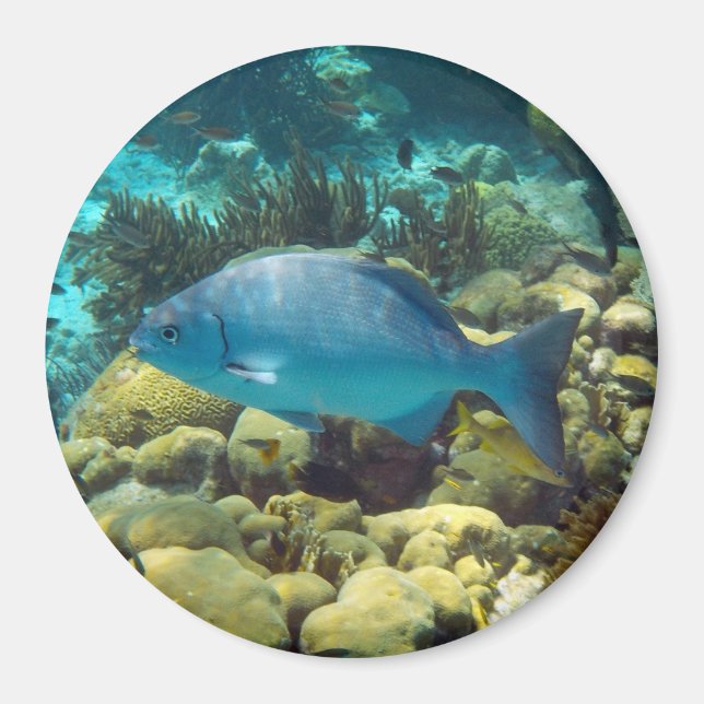 Reef Fish Magnet (Front)