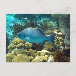 Reef Fish Postcard