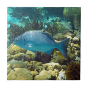Reef Fish Tile
