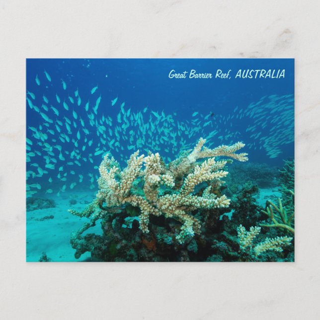 Reef Postcard (Front)