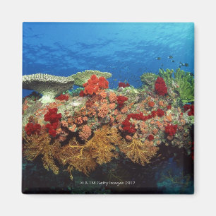 Reef scenic of hard corals , soft corals magnet