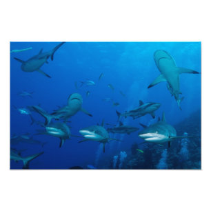 Reef Shark Great Barrier Reef Coral Sea Photo Print