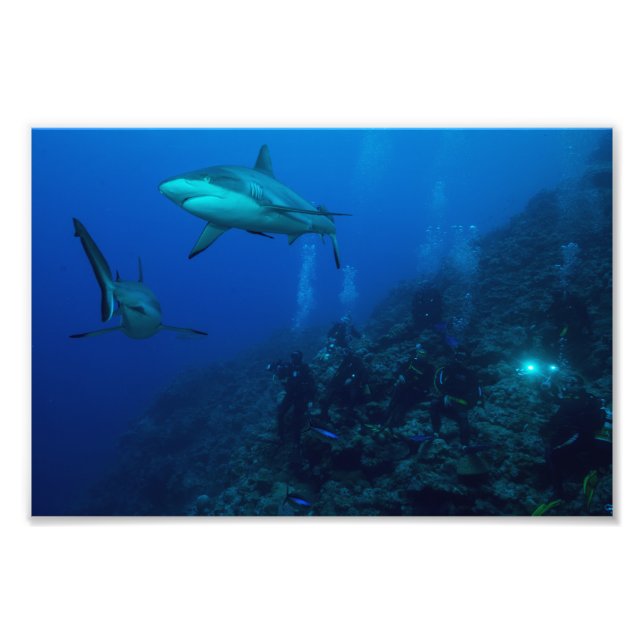 Reef Shark Photo Print (Front)