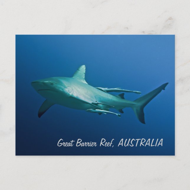 Reef Shark Postcard (Front)