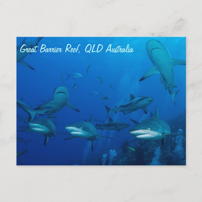 Reef Shark Postcard (Front)