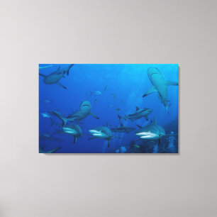 Reef Shark Wrapped Canvas