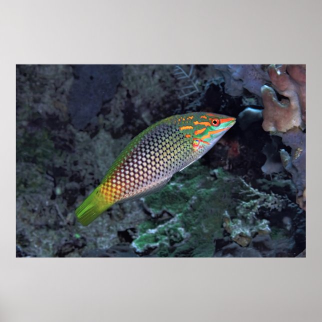 Reef Wrasse Poster (Front)