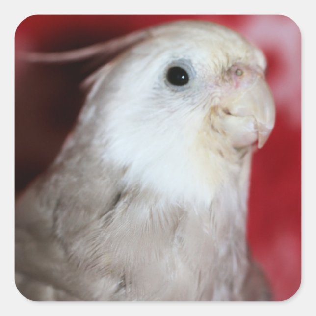 Reeples Square Sticker (Front)