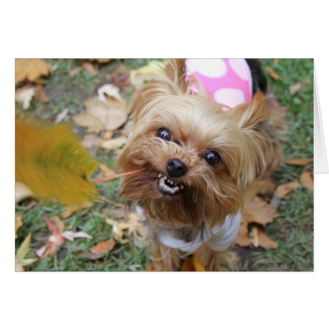 Reese (Front Horizontal)