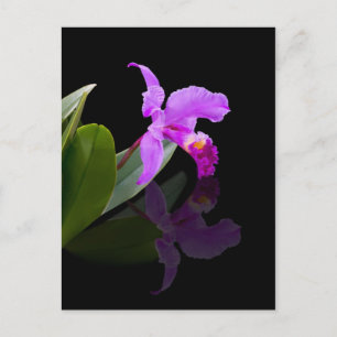Reflected Beauty Orchid  Postcard