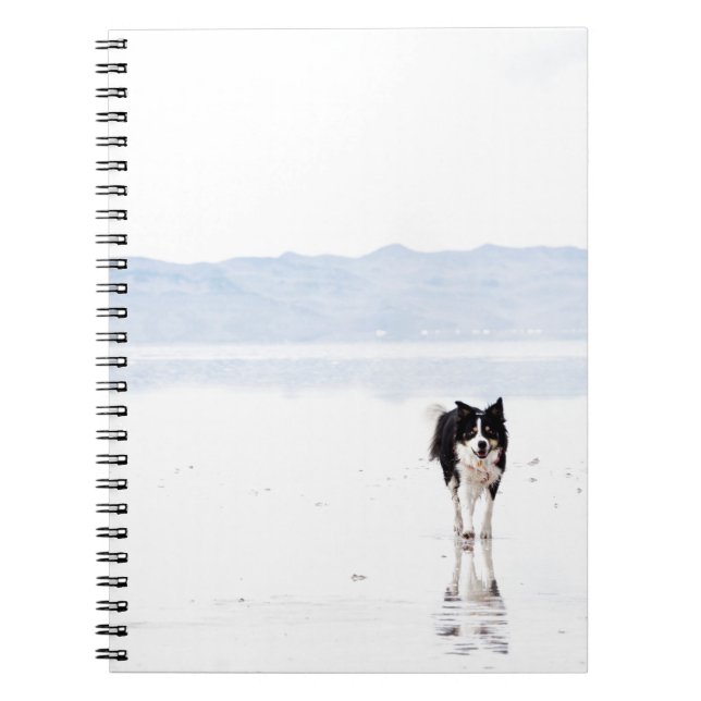 Reflected border collie spiral notebook (Front)