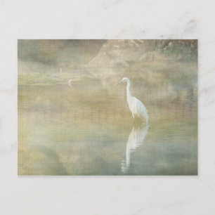 Reflecting Egret Postcard