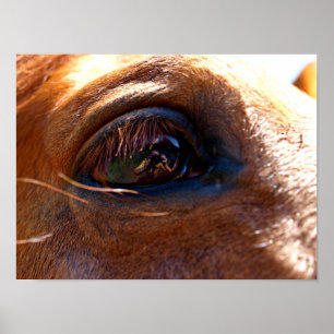 Reflection in Horse's Eye Poster