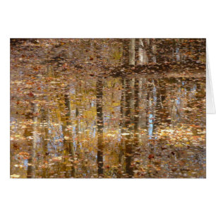 Reflection in Still Creek at Greenbelt Park