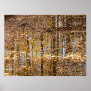 Reflection in Still Creek at Greenbelt Park Poster