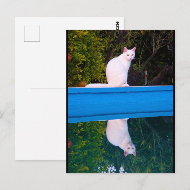 Reflection of a White Cat Portrait Postcard (Front/Back)