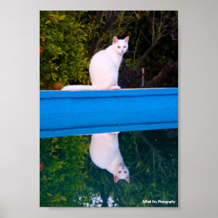 Reflection of a White Cat Portrait Poster