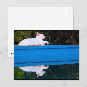 Reflection of a White Cat Postcard