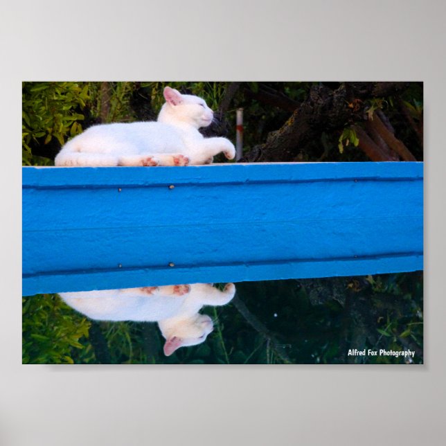 Reflection of a White Cat Poster (Front)